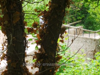 Le olimpiadi dei giochi dimenticati al bosco di San Francesco