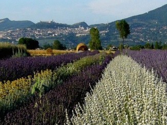 Al Lavandeto e' l'ora del giardino