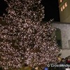 Assisi, accensione e benedizione albero e presepe terremotati