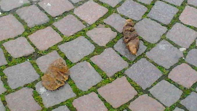 bisogni-cani