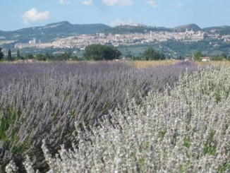 campi di lavanda con sfondo di assisi
