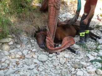 Abbattuta la cavalla caduta in un dirupo sul Tescio