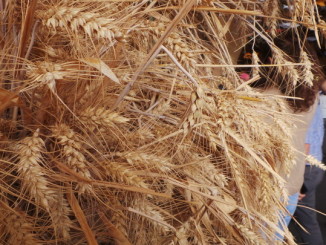 Expo, Frati Assisi a Milano tra cibo, arte e fede