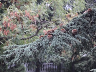 Dal Piemonre arriva l'albero di Natale della Piazza del Comune di Assisi