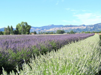 Festa della Lavanda a Castelnuovo a giugno e luglio 2016