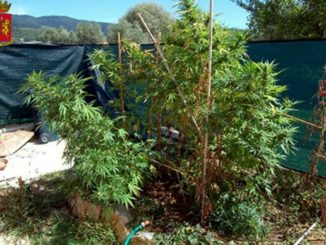 Polizia ad Assisi arresta un romeno 18enne, produttore di marijuana