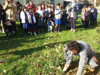 Festa degli alberi, oltre 500 nuove piantumazioni su tutto il territorio comunale