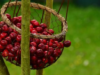 Festa della Ciliegia a Capodacqua di Assisi, dal 16 al 25 giugno
