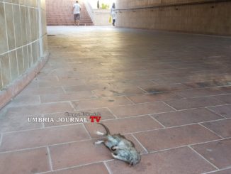 Topi scorrazzano dietro al Mediceo e strade colabrodo,  amministrazione sciatta 