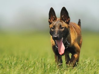 Assisano aggredito da due cani, finisce in ospedale, ha ferite e fratture alle gambe
