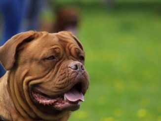 Percorso verde? Un wc a cielo aperto per i cani, slegati e senza museruola