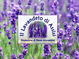 Al Lavandeto di Castelnuovo di Assisi è possibile scoprire piantine rare e insolite