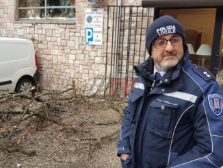 Cade albero in via Umberto I ad Assisi, pericolosità segnalata alla Provincia