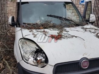 Albero cade ad Assisi, tragedia sfiorata in via Umberto I, vicino alla Daca