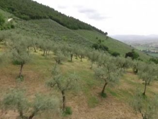 Maltempo e danni Fascia olivata Assisi Spoleto, presentazione domande
