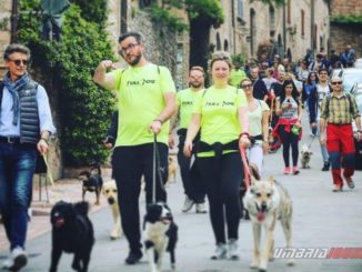 Cani, amicizia e passeggiata ad Assisi, città amica degli animali
