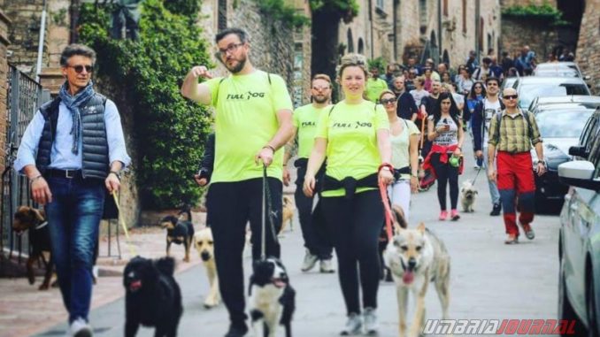 Cani, amicizia e passeggiata ad Assisi, città amica degli animali
