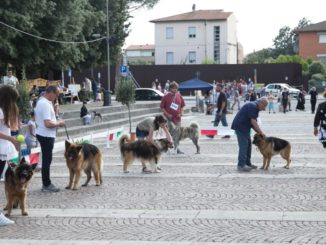 Esposizione amatoriale canina, grande successo a Santa Maria degli Angeli