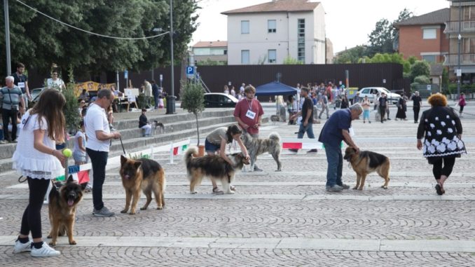 Esposizione amatoriale canina, grande successo a Santa Maria degli Angeli