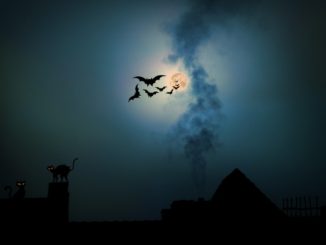 Una notte alla scoperta dei pipistrelli al Bosco di San Francesco