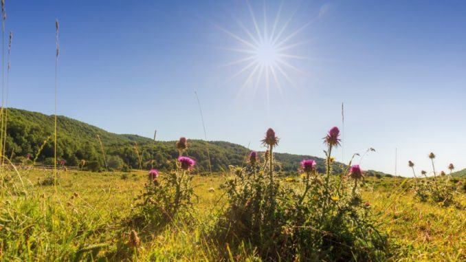 Il rilancio dei prati di Stroncone e maggiore attenzione all’ambiente Il rilancio dei prati di Stroncone e maggiore attenzione all’ambiente