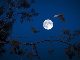 Pipistrelli al Bosco di San Francesco, una notte con loro