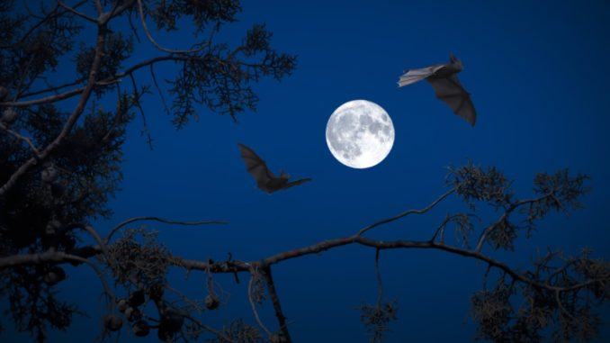 Pipistrelli al Bosco di San Francesco, una notte con loro Pipistrelli al Bosco di San Francesco, una notte con loro