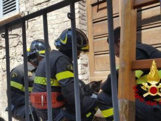Gatto "spericolato 2" la saga continua, altro micio salvato dai Vigili del fuoco