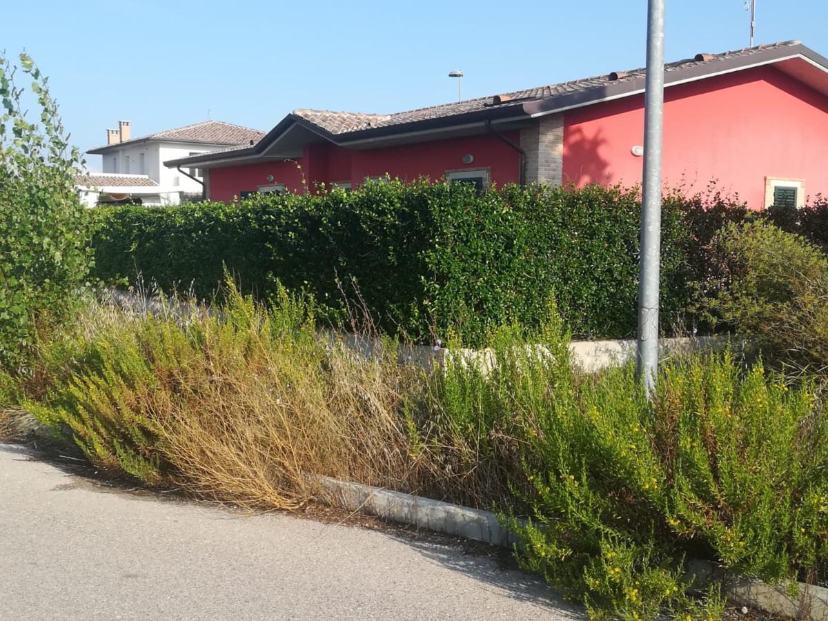 In via Campo Grande a Petrignano di Assisi c'è il bosco, proteste