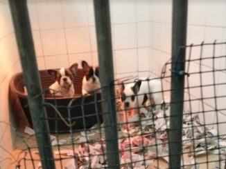 Sequestrati nove cuccioli di Bouledogue francese importati dall'estero