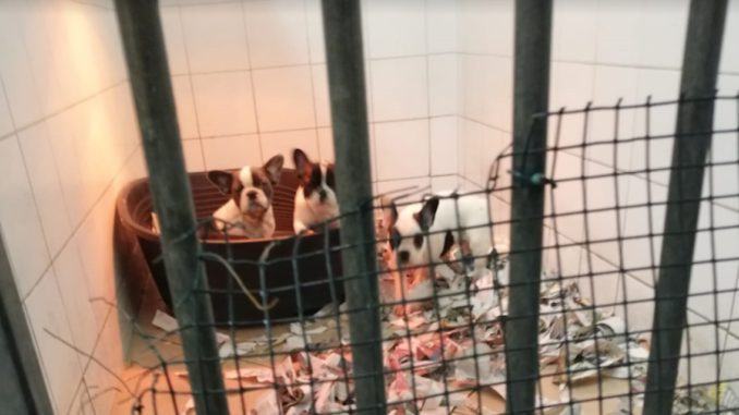 Sequestrati nove cuccioli di Bouledogue francese importati dall'estero