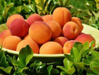 Agricoltura amatoriale ricreativa via agli spostamenti lettera di Assisi Domani alla Regione Umbria