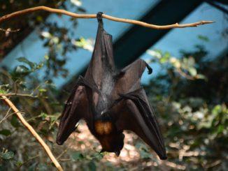 Al Bosco di San Francesco appuntamenti per la scoperta dei pipistrelli