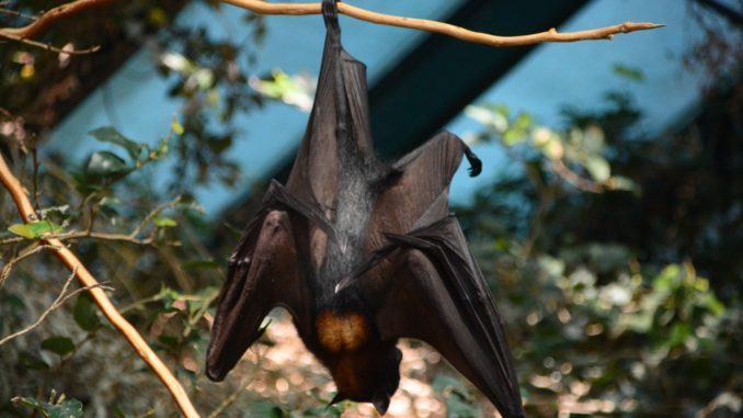 Al Bosco di San Francesco appuntamenti per la scoperta dei pipistrelli