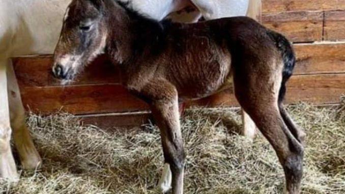 La cavallina bianca "Via Lattea" ha partorito il suo primo puledro