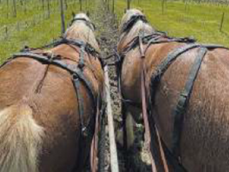 Assisi, attività agricola con gli animali organizzata da Eponalia