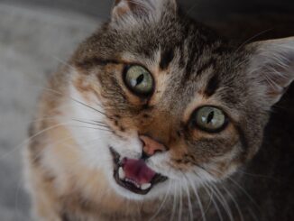 Gatto sveglia i padroni di casa durante un furto e mette in fuga i ladri