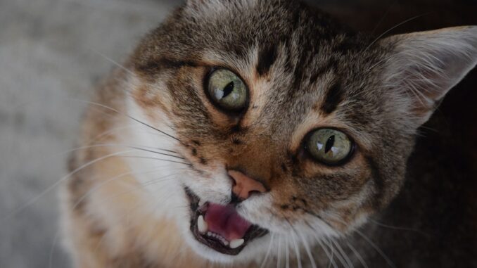 Gatto sveglia i padroni di casa durante un furto e mette in fuga i ladri