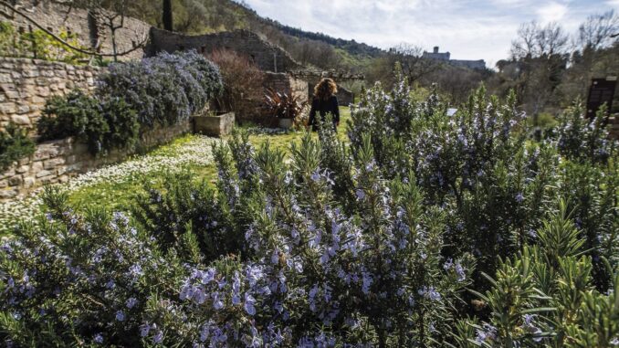 Sere FAI d'estate. Al Bosco di San Francesco, Assisi (PG)