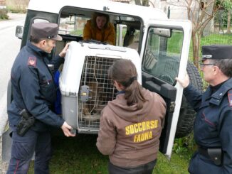 Salvataggio di un lupo ferito: l'impegno del reparto Carabinieri Biodiversità di Assisi