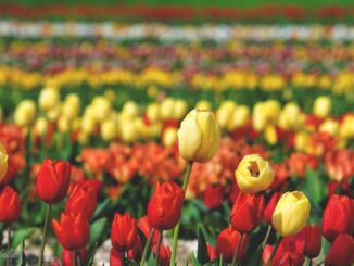 Tutto pronto per la terza edizione del Tulipark Spoleto