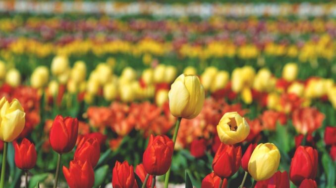 Tutto pronto per la terza edizione del Tulipark Spoleto