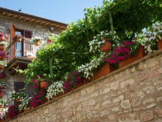 Assisi in Fiore. Via ai concorsi infiorate e balconi fioriti 2024