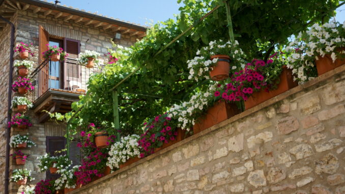 Assisi in Fiore. Via ai concorsi infiorate e balconi fioriti 2024