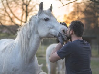 Sport equestri e inclusione: Assisi accoglie il convegno Fise