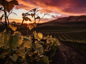 ViniVeri Assisi: La Sesta Edizione Raccoglie 60 Produttori