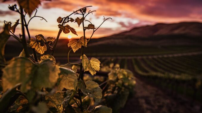 ViniVeri Assisi: La Sesta Edizione Raccoglie 60 Produttori