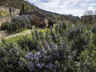 Erbe e saperi antichi nel cuore del Bosco di Assisi