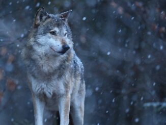 Lupo avvistato ad Assisi, escluso ogni rischio per l’uomo