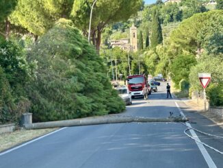 Cade albero su palo a Tordibetto, blackout in più zone